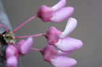 Eastern redbud